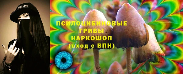 прущие грибы Новозыбков